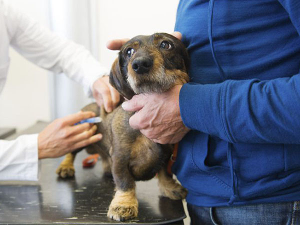 Móvil Veterinario en el barrio El Carmen