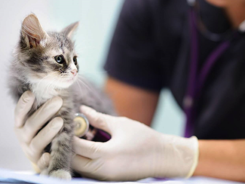 Móvil Veterinario en la plaza del barrio Néstor Kirchner